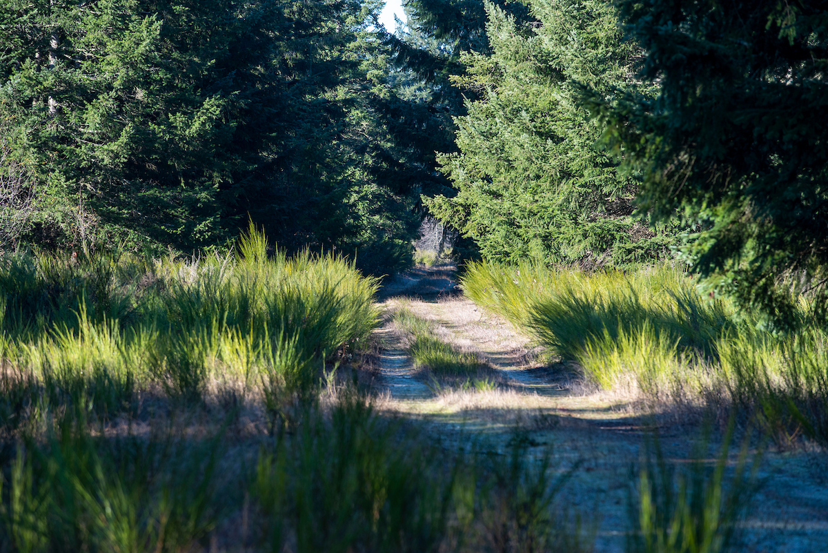 A gravel road cutting through brush and trees
