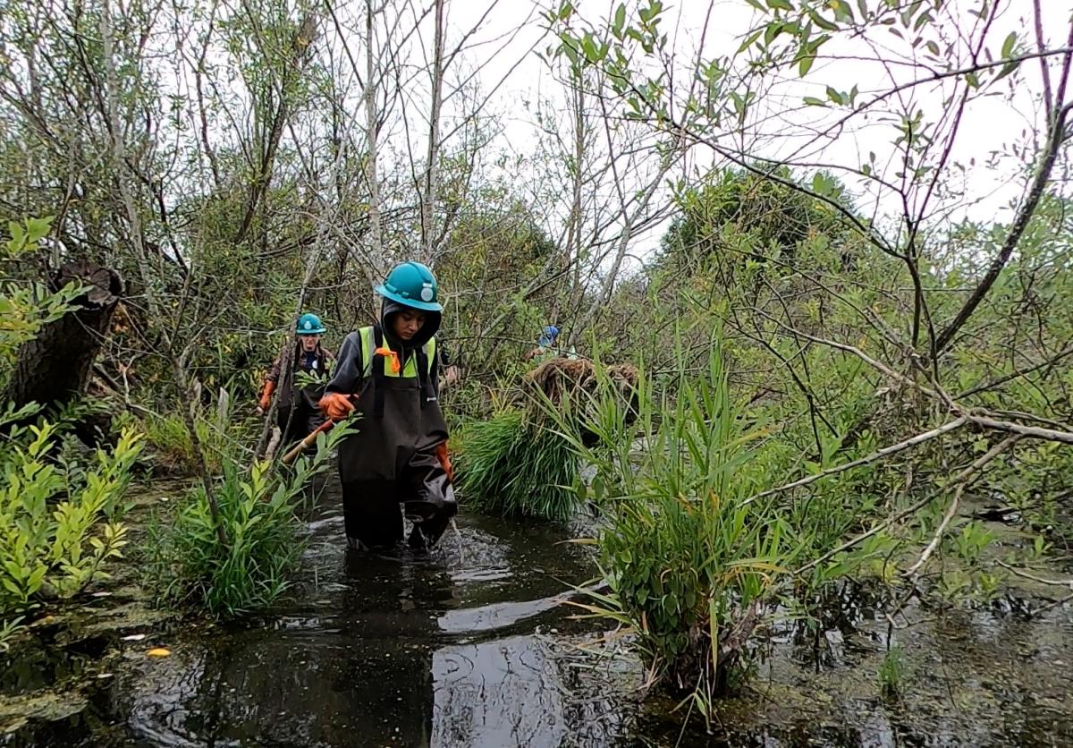 An Earthcorps crew member moves through the Upper Clear Creek wetland habitat site.